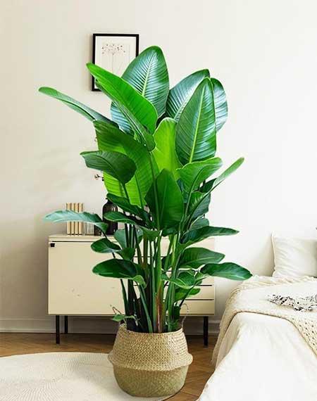 非常好养的绿植