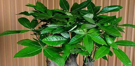 非常好养的绿植