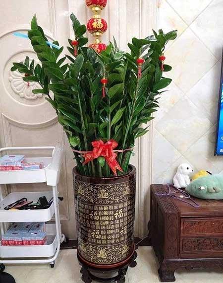 非常好养的绿植