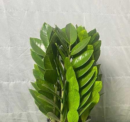 非常好养的绿植