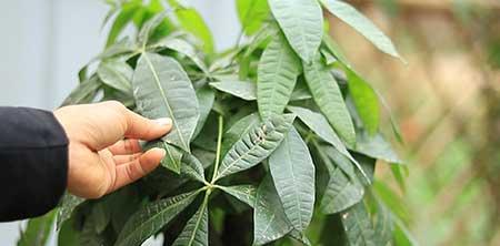 非常好养的绿植