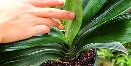 放在室内养的花有哪些