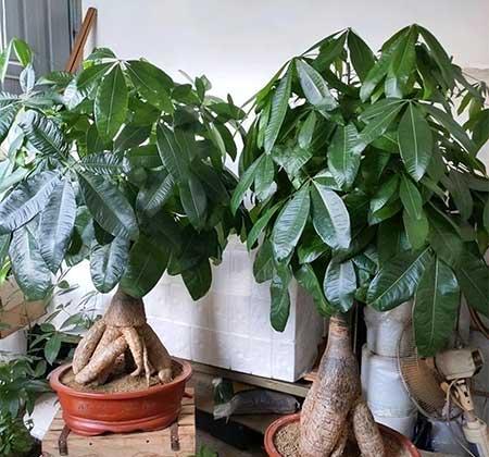 放在室内养的花有哪些