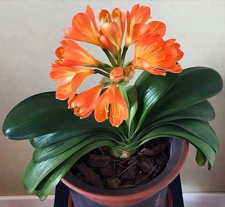 放在室内养的花有哪些