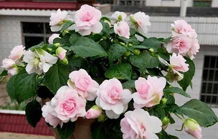 放在室内养的花有哪些