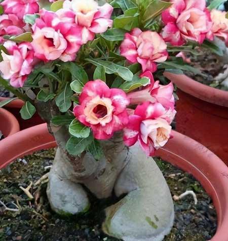 放在室内养的花有哪些