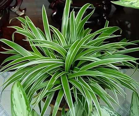 放在室内养的花有哪些