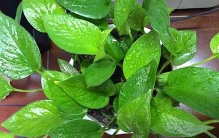 放在室内养的花有哪些