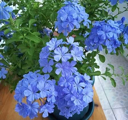 繁殖能力强的花