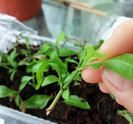 繁殖能力强的花