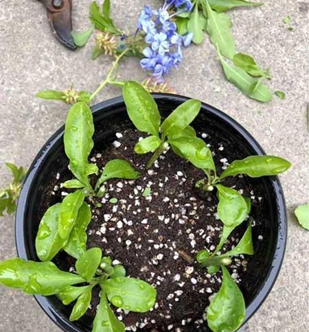 繁殖能力强的花