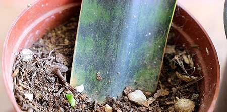 繁殖能力强的花