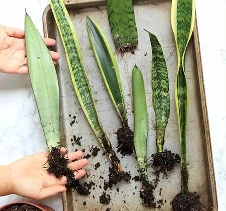 繁殖能力强的花