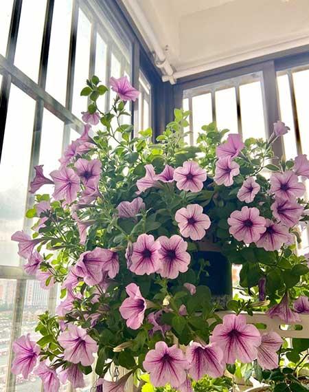 繁殖能力强的花