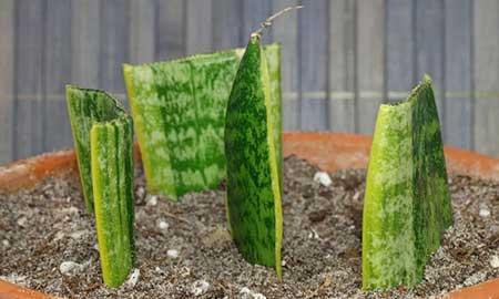 繁殖能力强的花