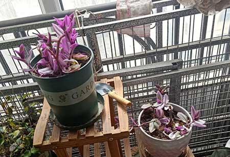 繁殖能力强的花