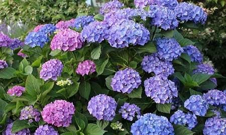 繁殖能力强的花