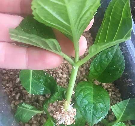 繁殖能力强的花