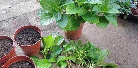 繁殖能力强的花