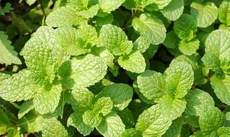 儿童养什么花最好