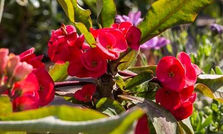 儿童养什么花最好