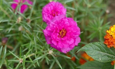 儿童养什么花最好