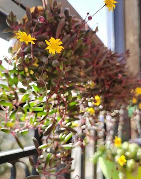 儿童养什么花最好