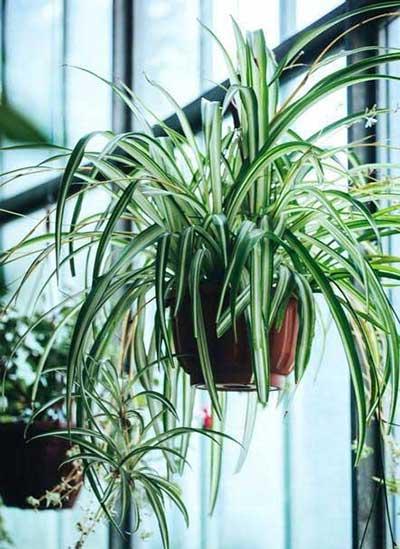 儿童养什么花最好