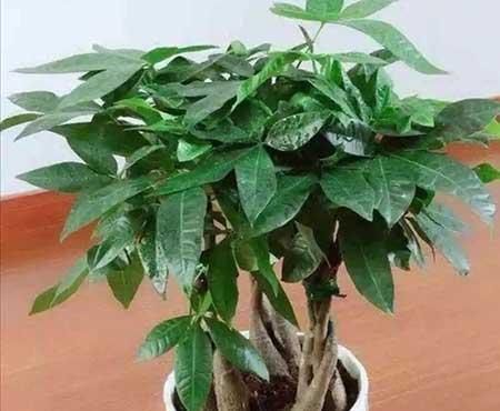 冬季适合养的绿植