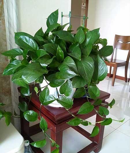 冬季适合养的绿植