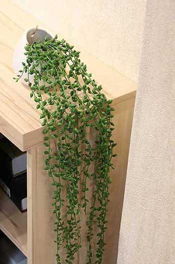 吊养的绿植