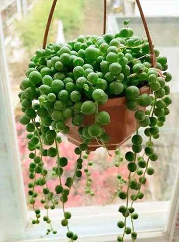 吊养的绿植