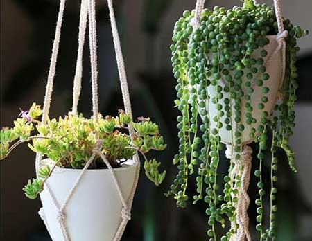 吊养的绿植