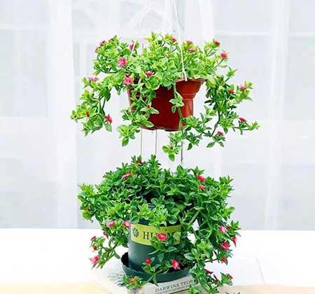 吊养的绿植