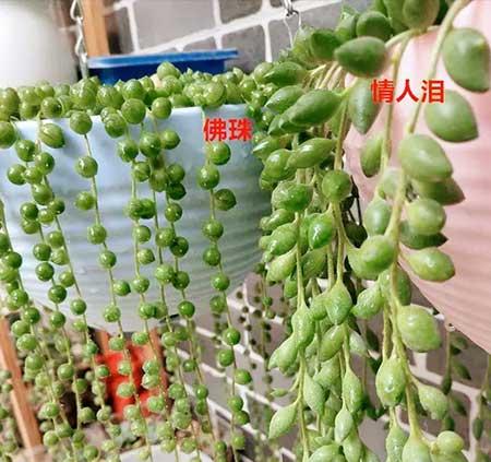吊养的绿植