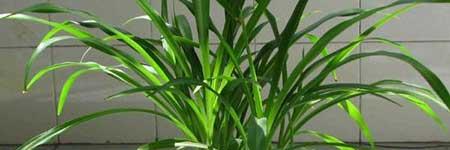 吊兰花卉的养殖方法