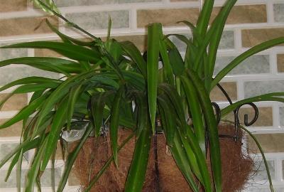 吊兰花卉的养殖方法