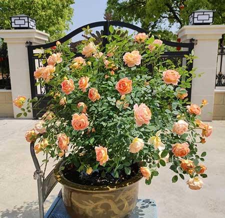 单元楼适合养什么花