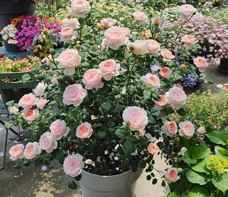 单元楼适合养什么花