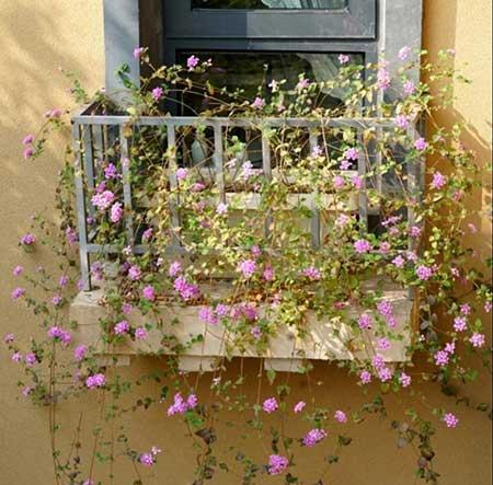 单元楼适合养什么花