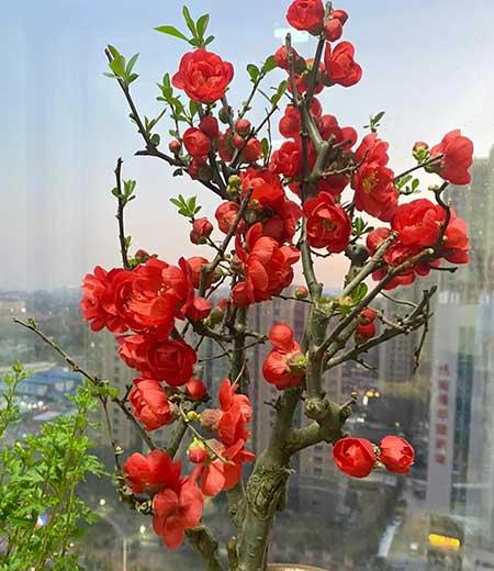 单元楼适合养什么花