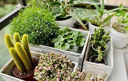 单元楼适合养什么花