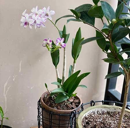 单元楼适合养什么花