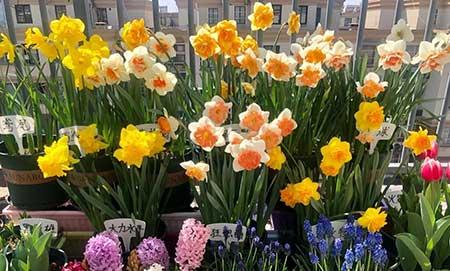 单元楼适合养什么花