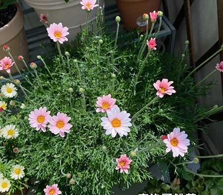 单元楼适合养什么花