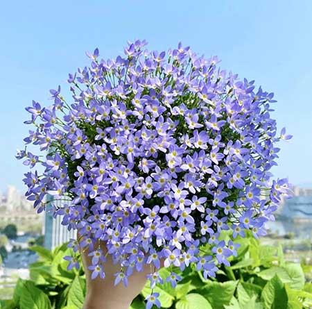 单元楼适合养什么花