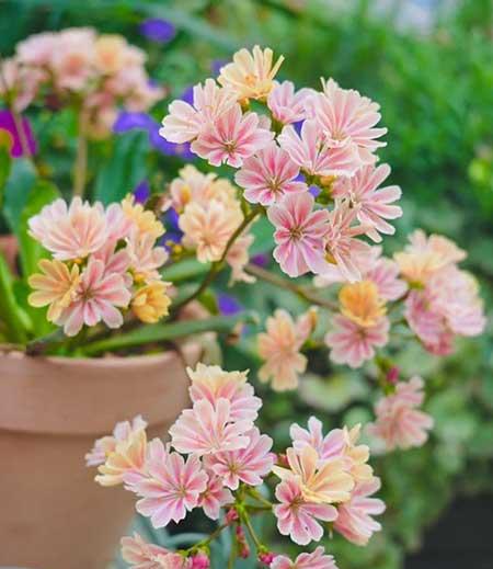 单元楼适合养什么花