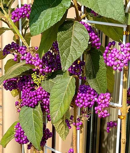 单元楼适合养什么花