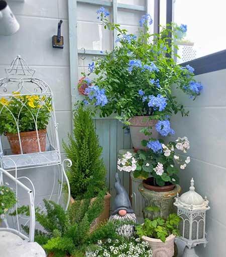 单元楼适合养什么花