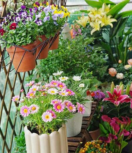 单元楼适合养什么花